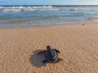 finale, kohlanta, hommage, bertrandkamal, fonds