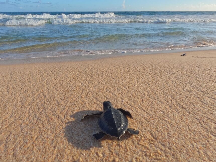 Toulon : une vingtaine de bébés tortues caouannes s'élancent vers la mer, une première dans la rade tortues caouannes Toulon
