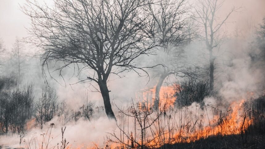 Incendies : le massif du rhône interdit d'accès, six départements en risque élevé Incendies : le massif du Rhône interdit d’accès, six départements en risque élevé