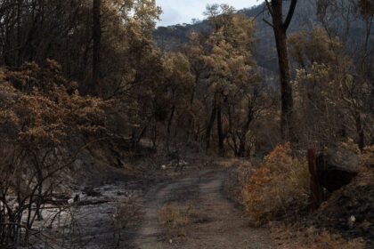 Corse : des incendies ravagent tallone et calenzana, plusieurs habitations détruites Corse : des incendies ravagent Tallone et Calenzana, plusieurs habitations détruites