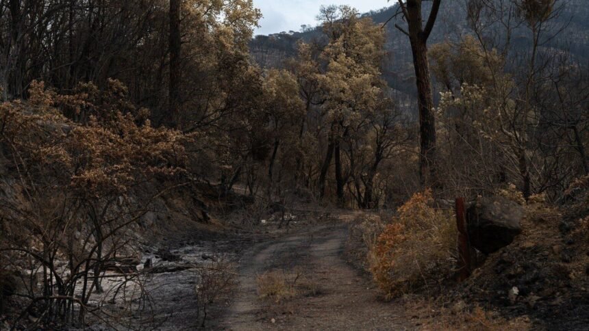 Corse : des incendies ravagent Tallone et Calenzana, plusieurs habitations détruites