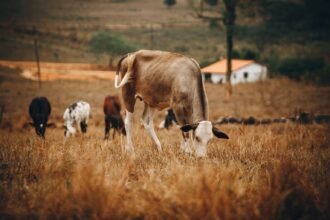 Sécheresse dans le Jura : le comté change de couleur et de goût