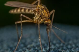 Virus du Nil occidental : neuf cas confirmés dans les Bouches-du-Rhône