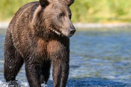 Fat Bear Week 2026 : 16 ours d'Alaska en lice, Chunk défend sa couronne