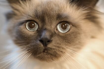 Géorgie : sa chatte payée euthanasiée était vivante depuis 18 mois