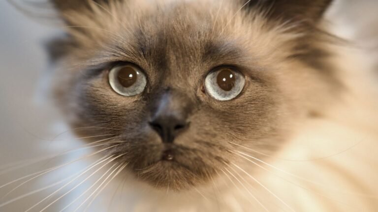 Géorgie : sa chatte payée euthanasiée était vivante depuis 18 mois série, qursquoestce, qursquoon, attend, être