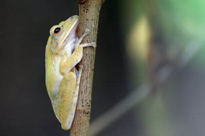 Trop de prétendants : ces grenouilles n'arrivent plus à trouver l'amour
