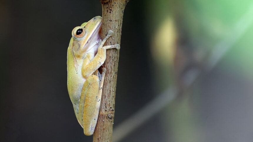 Trop de prétendants : ces grenouilles n'arrivent plus à trouver l'amour