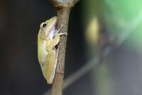 Trop de prétendants : ces grenouilles n'arrivent plus à trouver l'amour Trop de prétendants : ces grenouilles n'arrivent plus à trouver l'amour