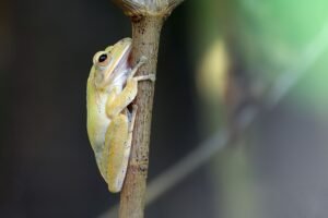Trop de prétendants : ces grenouilles n'arrivent plus à trouver l'amour