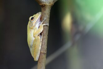 Trop de prétendants : ces grenouilles n'arrivent plus à trouver l'amour