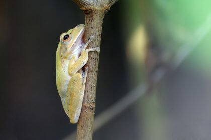 Trop de prétendants : ces grenouilles n'arrivent plus à trouver l'amour Trop de prétendants : ces grenouilles n'arrivent plus à trouver l'amour