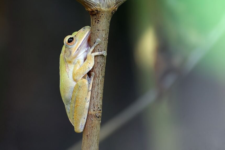 Trop de prétendants : ces grenouilles n'arrivent plus à trouver l'amour