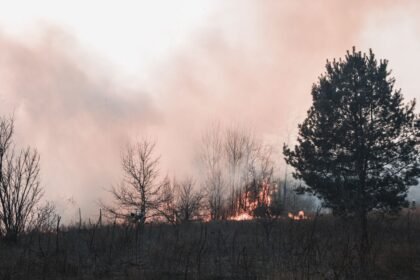 Incendie près de Mimizan : 60 hectares brûlés à Saint-Paul-en-Born