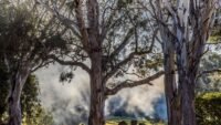 Incendie à plaissan : 8 hectares brûlés, deux villas évacuées dans l'hérault atanaz, furieux , nouveau, clip