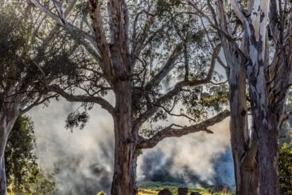 Incendie a Plaissan : 8 hectares brules, deux villas evacuees dans l'Herault