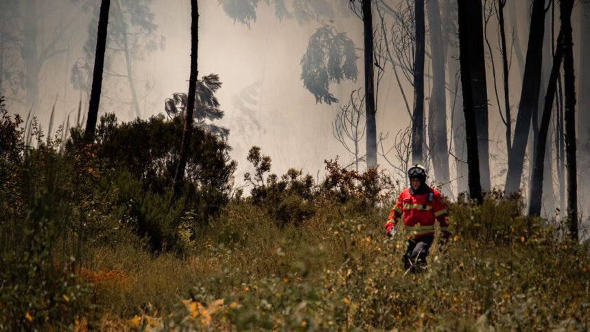 Incendie à plombières-lès-dijon : 10 hectares brûlés, 120 pompiers, tgv bloqués Incendie à Plombières-lès-Dijon : 10 hectares brûlés, 120 pompiers, TGV bloqués