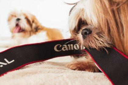 Chloé Nabédian lance Les animaux de T18 le samedi 3 octobre à 11 h 30