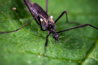 Loire : un maire interdit aux moustiques tigres de survoler sa commune