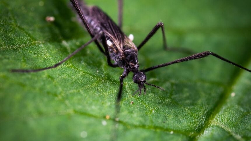 Loire : un maire interdit aux moustiques tigres de survoler sa commune