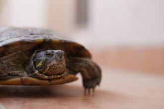 Manche : les gendarmes capturent une tortue de Floride en cavale au Val-Saint-Père