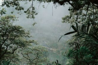 Leopardus tilcayo : ce félin de Bolivie est la première espèce décrite depuis 1923