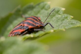 Saint-Benoît-la-Forêt : les punaises du colza submergent jardin et maison