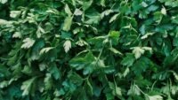 Rappel persil picard : e. Coli dans le lot 26cd000307, vérifiez votre congélateur high, score, dernier, documentaire, netflix