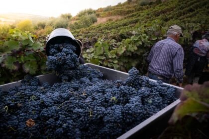 Vendanges : les saisonniers agricoles peuvent obtenir jusqu'à 600 € d'aide au logement