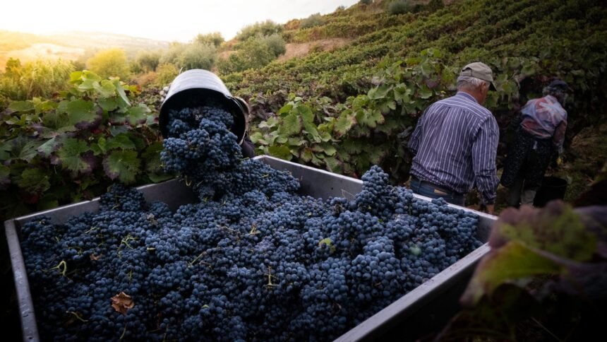 Saisonniers : un simulateur d'aides au logement, 1 200 € avancés pour la caution Vendanges : les saisonniers agricoles peuvent obtenir jusqu'à 600 € d'aide au logement