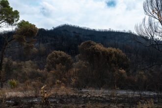 « Sauvons nos forêts » : France 2 diffuse 2 heures en direct mardi avec Léa Salamé