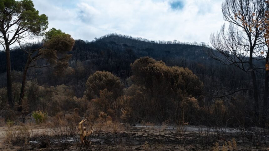 « Sauvons nos forêts » : France 2 diffuse 2 heures en direct mardi avec Léa Salamé