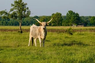 Val-d'Oise : un taureau échappé sème la surprise à Cormeilles-en-Parisis