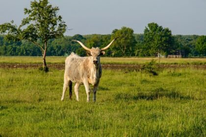 Val-d'Oise : un taureau échappé sème la surprise à Cormeilles-en-Parisis