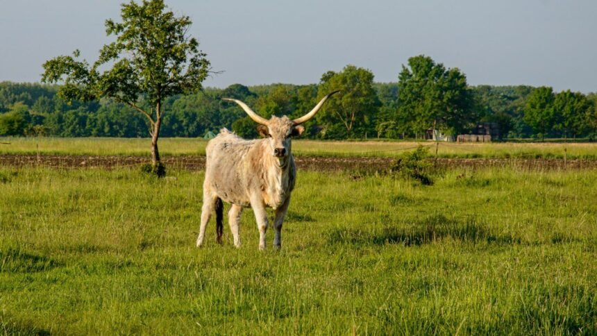 Val-d'oise : un taureau échappé sème la surprise à cormeilles-en-parisis Val-d'Oise : un taureau échappé sème la surprise à Cormeilles-en-Parisis