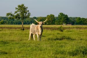 Val-d'Oise : un taureau échappé sème la surprise à Cormeilles-en-Parisis