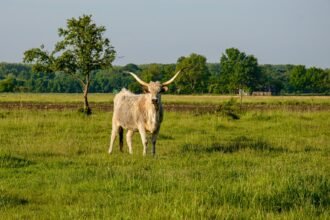 Val-d'Oise : un taureau échappé sème la surprise à Cormeilles-en-Parisis