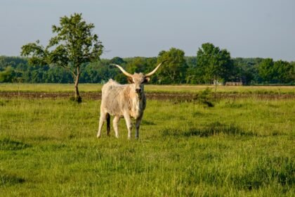 Val-d'oise : un taureau échappé sème la surprise à cormeilles-en-parisis Val-d'Oise : un taureau échappé sème la surprise à Cormeilles-en-Parisis
