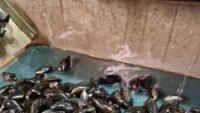 Rappel conso : moules de bouchot stg, présence d'escherichia coli, france entière Rappel conso : moules de bouchot STG, présence d’Escherichia coli, France entière