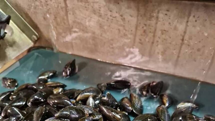 Rappel conso : moules de bouchot stg, présence d'escherichia coli, france entière Rappel conso : moules de bouchot STG, présence d’Escherichia coli, France entière