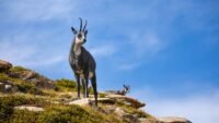 Chamois à besançon : un randonneur chargé après deux joggeurs attaqués, l'animal recherché Chamois à Besançon : un randonneur chargé après deux joggeurs attaqués, l'animal recherché