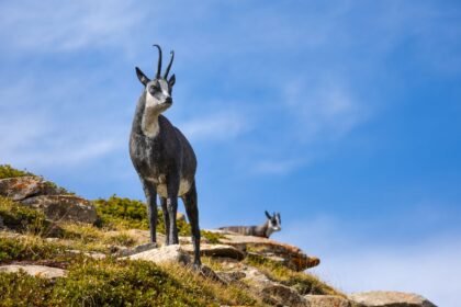 Chamois à Besançon : un randonneur chargé après deux joggeurs attaqués, l'animal recherché