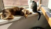 Chien et chat sur tf1 : reem kherici, dubosc, lacheau, inès reg et artus Un chien et un chat couchés ensemble au soleil