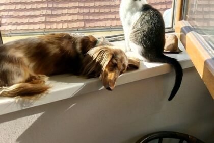 Un chien et un chat couchés ensemble au soleil