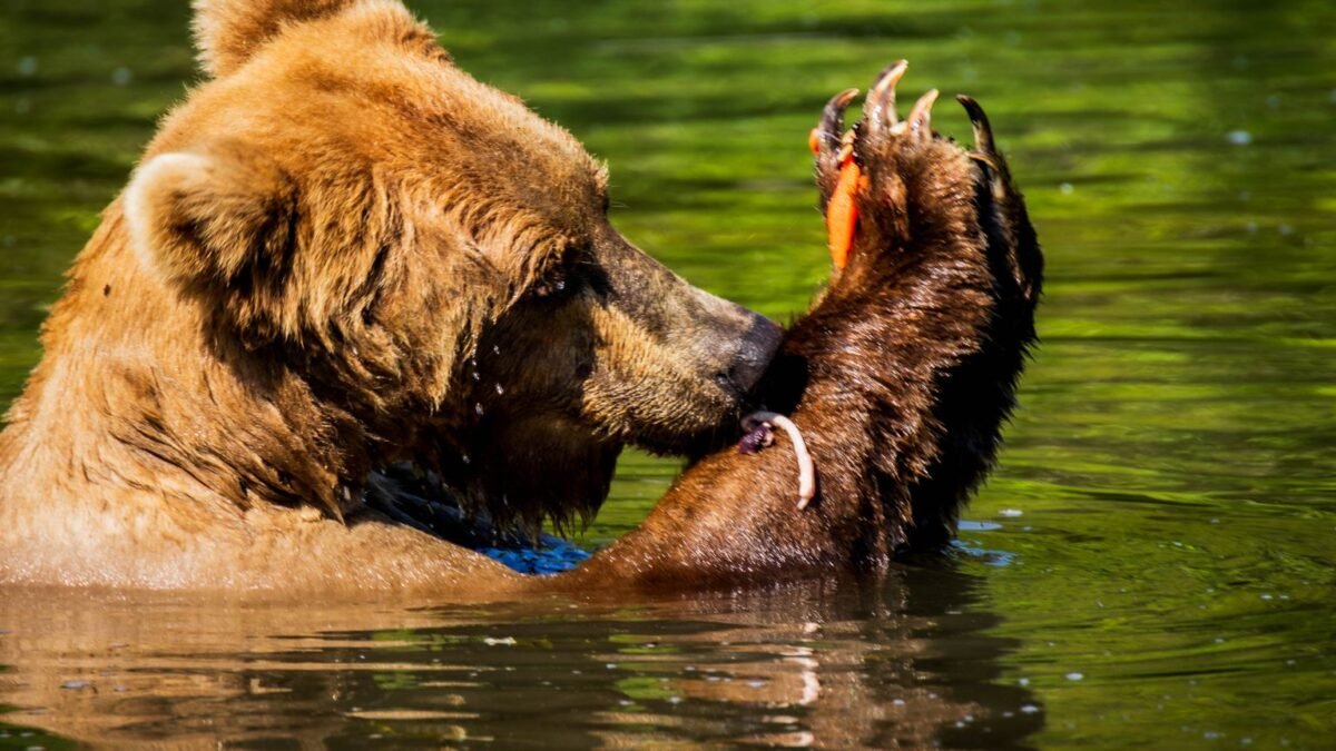 Ours brun dans l'eau d'une rivière en Alaska