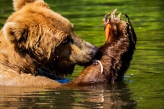 Ours brun dans l'eau d'une rivière en Alaska