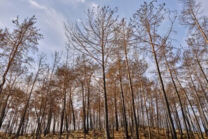 Neuilly-sur-Marne : le maire réclame 415 000 € aux parents après l'incendie d'un parc