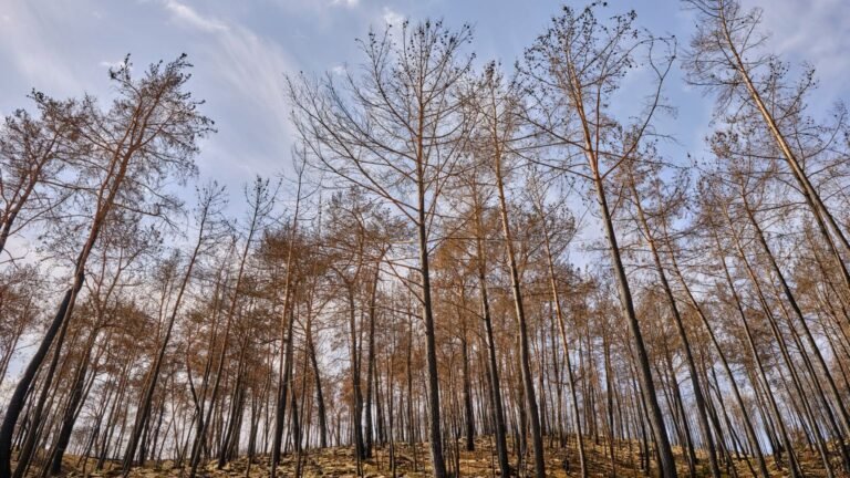 Neuilly-sur-Marne : le maire réclame 415 000 € aux parents après l'incendie d'un parc