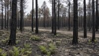 Incendie Porge : 183 maisons détruites, l&rsquo;État vise trois ans pour reconstruire