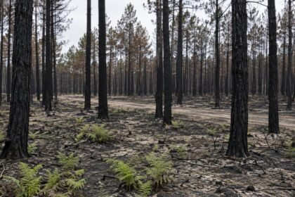 Incendie Porge : 183 maisons détruites, l&rsquo;État vise trois ans pour reconstruire